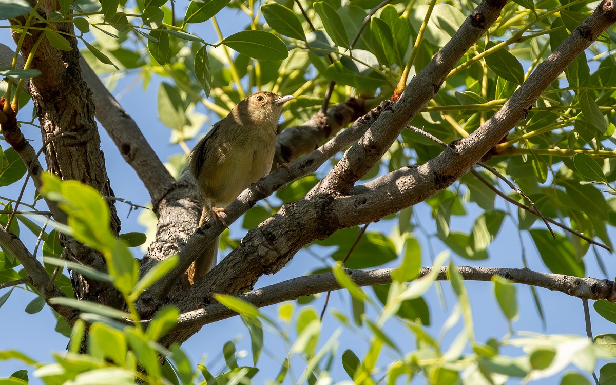Rock-loving Cisticola (Lazy) - ML631247287