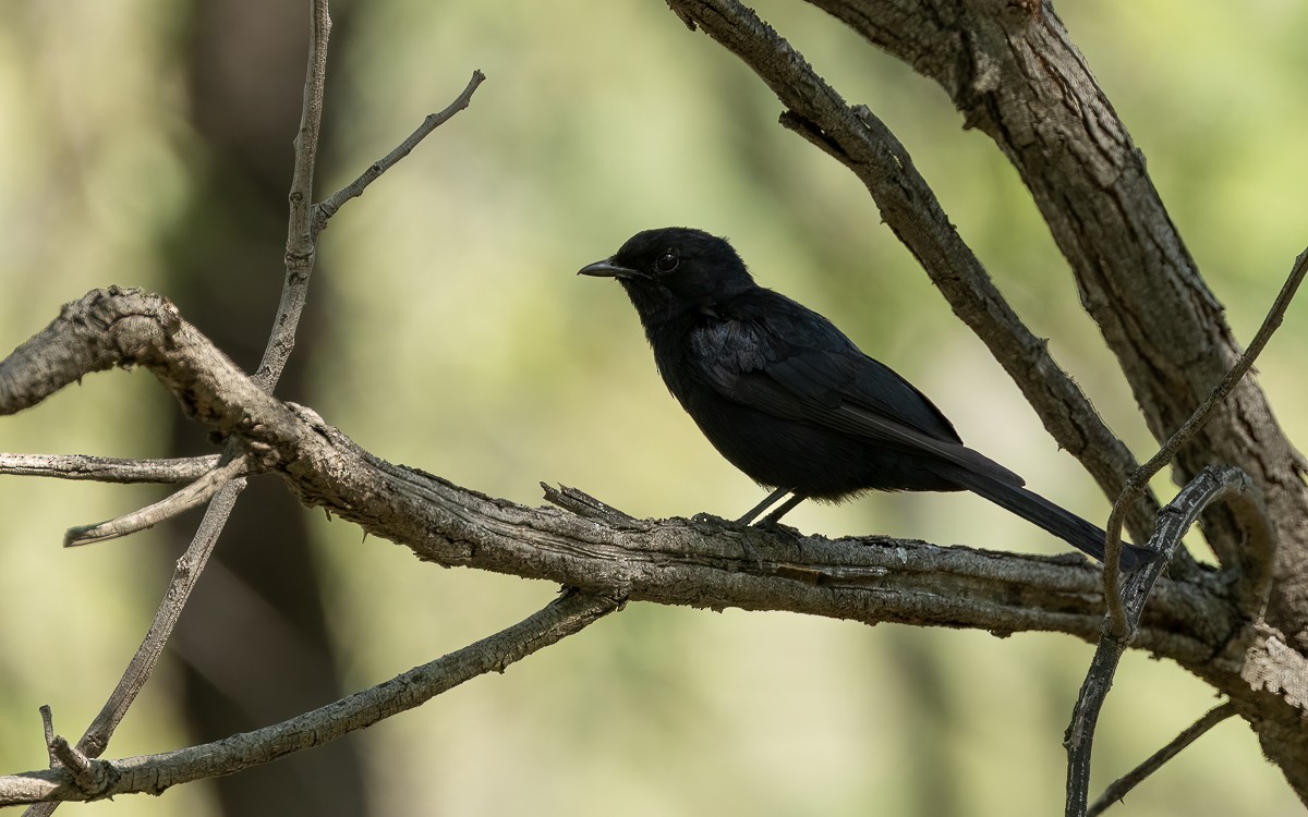 Southern Black-Flycatcher - ML631247301