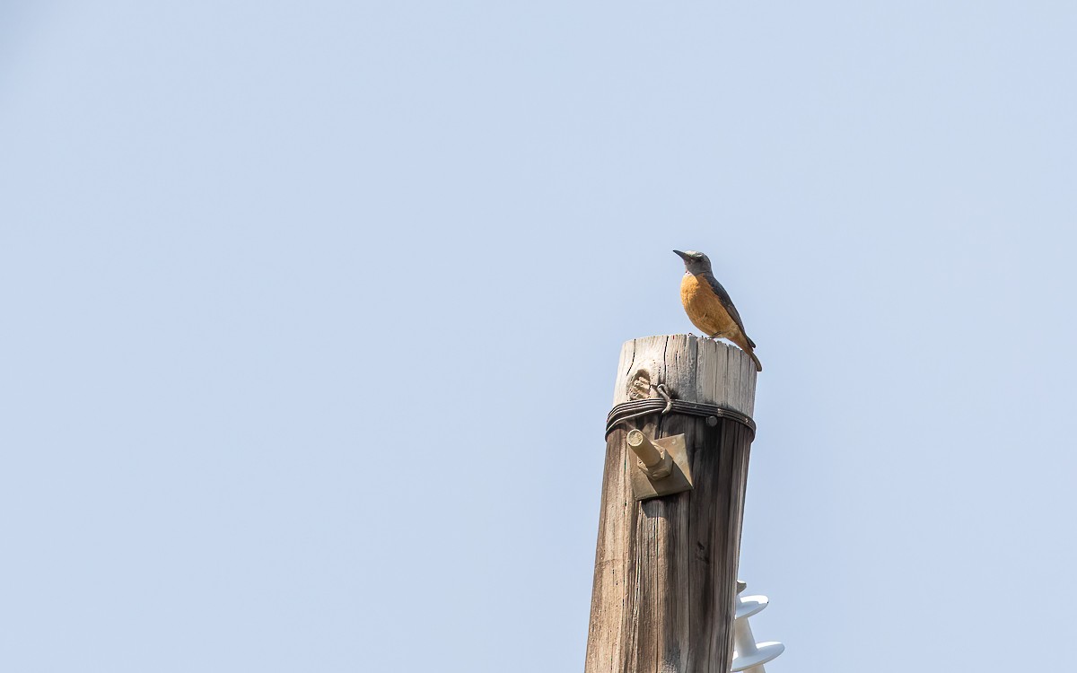 Short-toed Rock-Thrush (Short-toed) - ML631247306