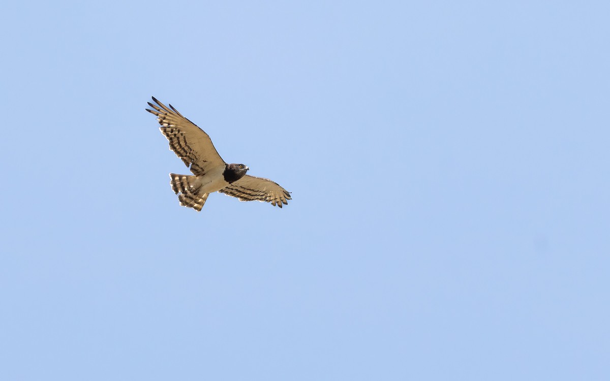 Black-chested Snake-Eagle - ML631247313
