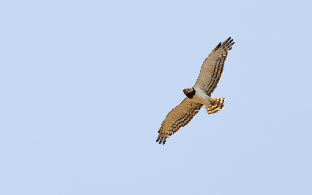 Black-chested Snake-Eagle - ML631247320