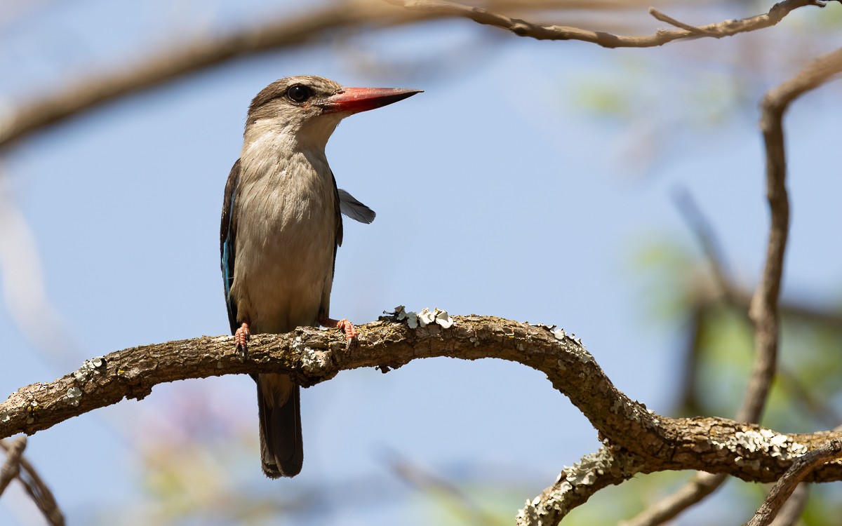 Brown-hooded Kingfisher - ML631247328