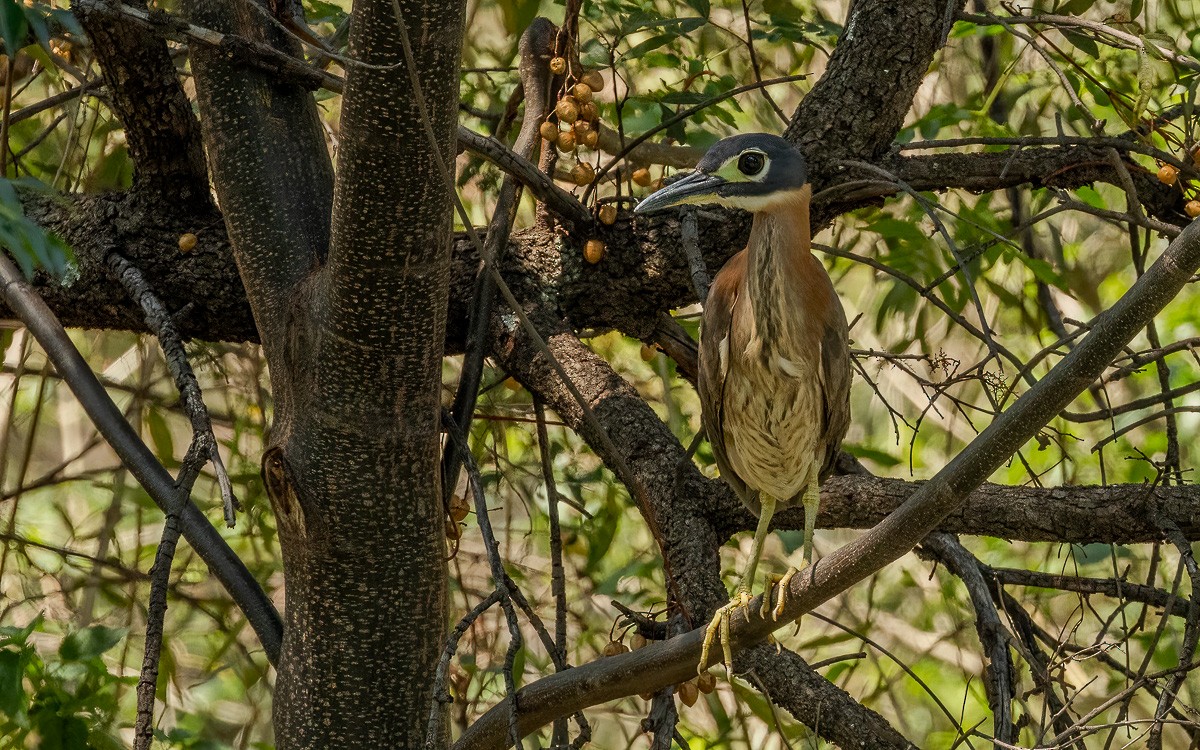 White-backed Night Heron - ML631247334