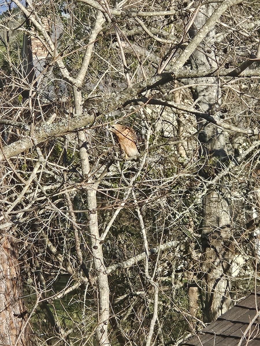 Red-shouldered Hawk - ML631247593