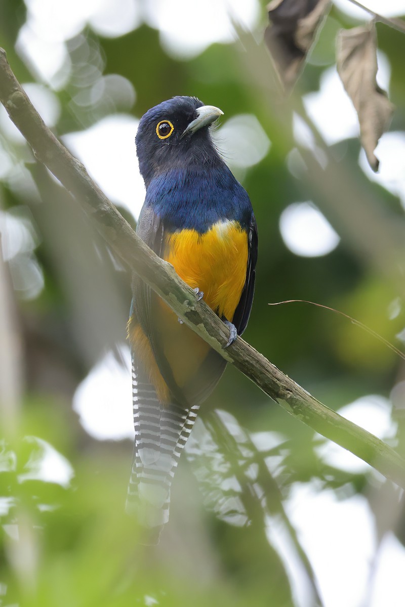 Guianan Trogon - ML631247904