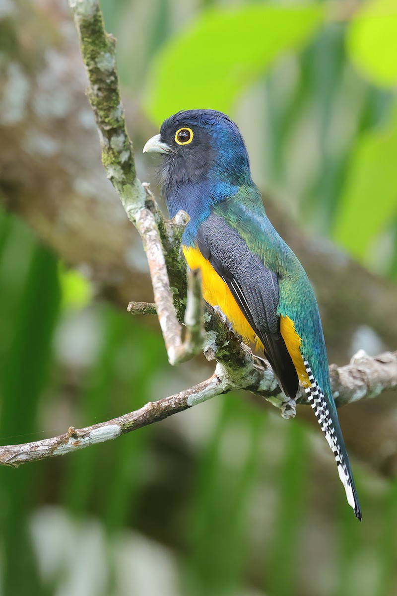 Guianan Trogon - ML631247905