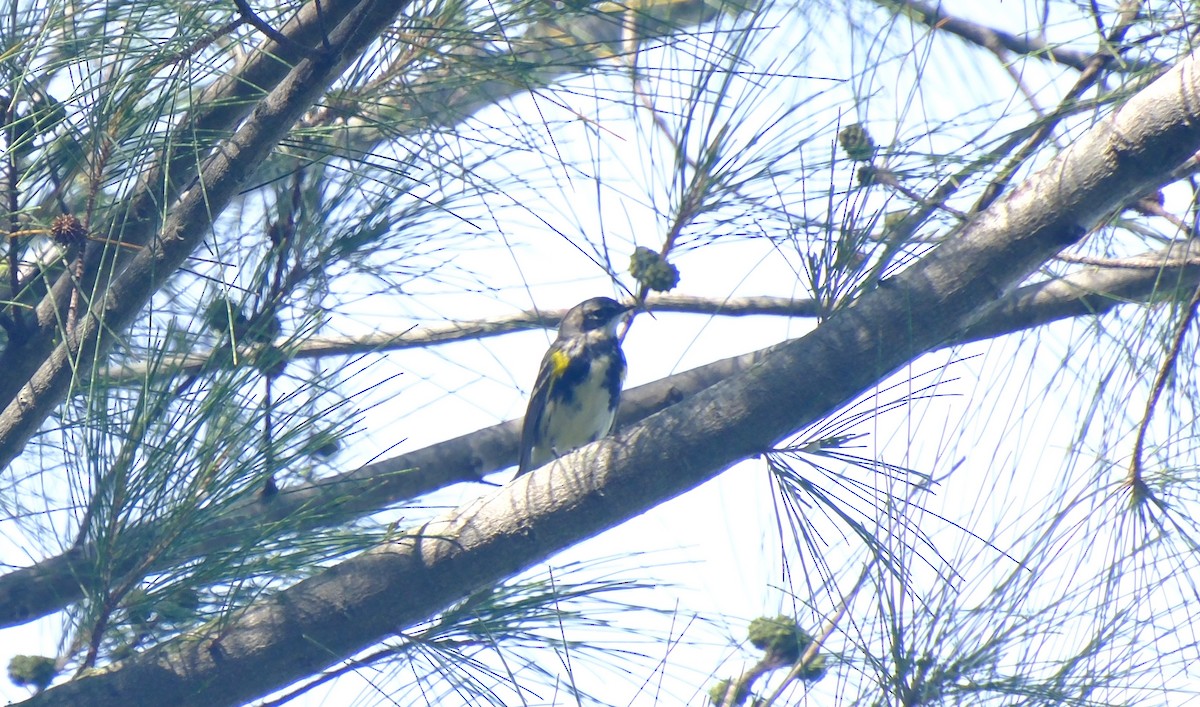 Yellow-rumped Warbler - ML631247956