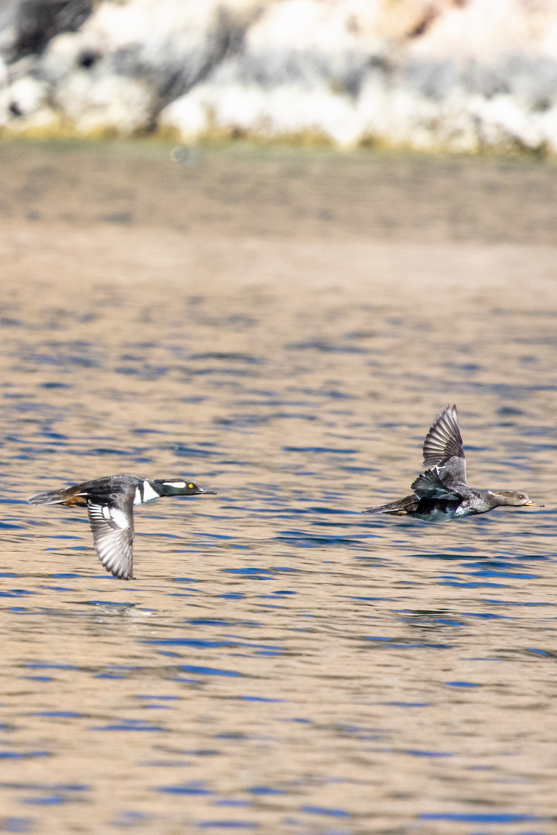 Hooded Merganser - ML631248078