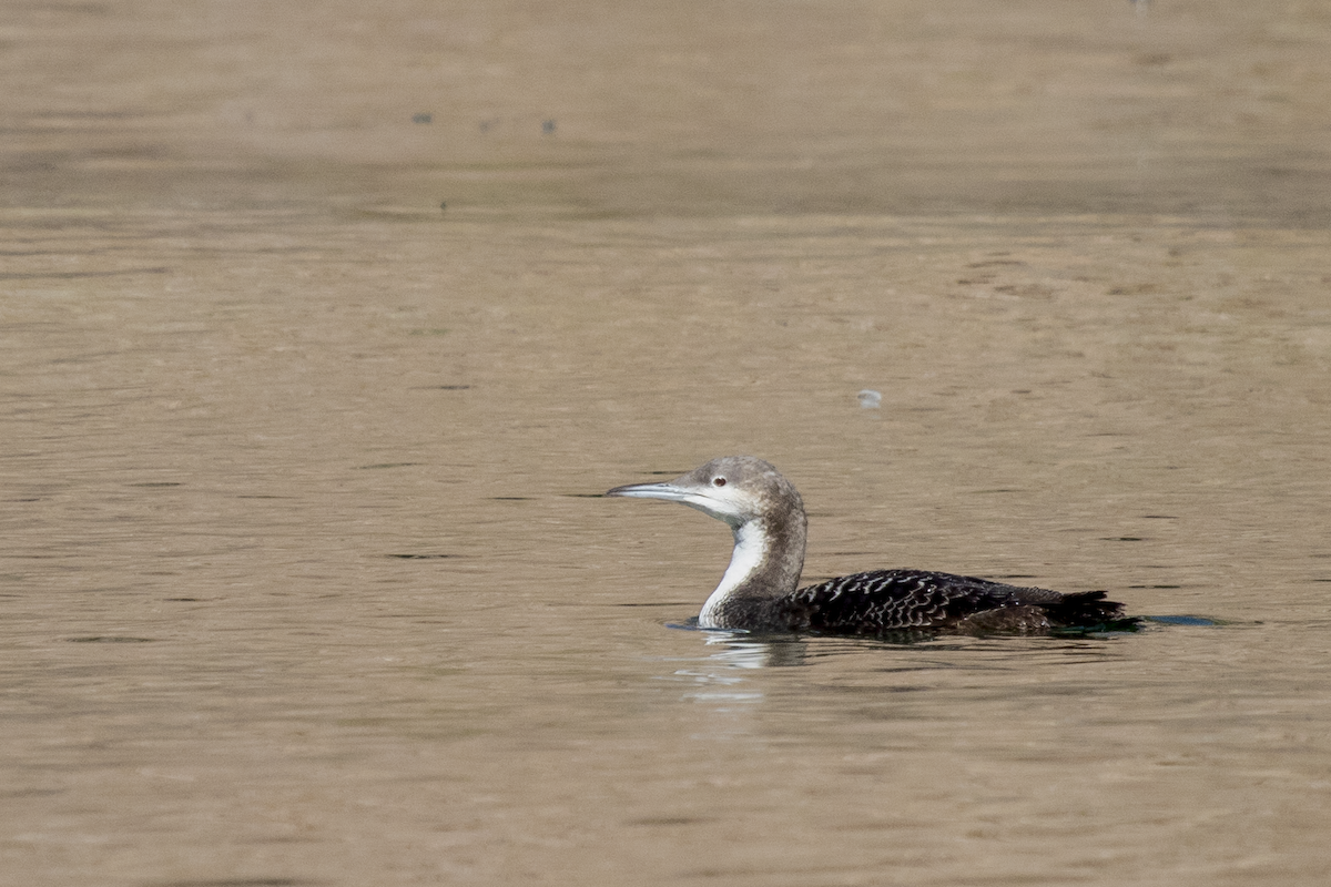 Pacific Loon - ML631248082
