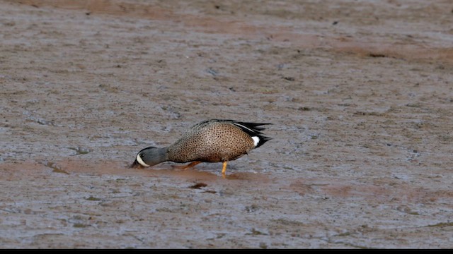 Blue-winged Teal - ML631248206