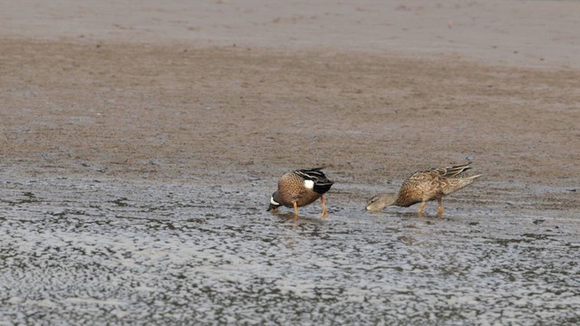 Blue-winged Teal - ML631248236