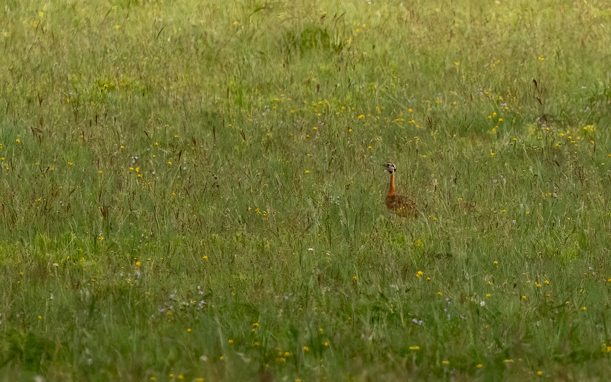 White-bellied Bustard (Barrow's) - ML631248279