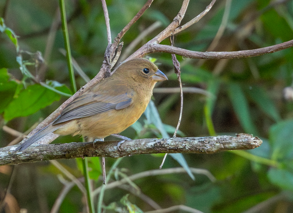 Lasurkardinal - ML631248287