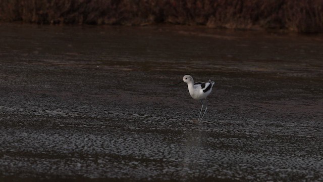 American Avocet - ML631248313