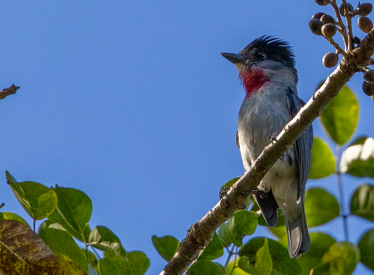 Rosenkehlbekarde - ML631248459