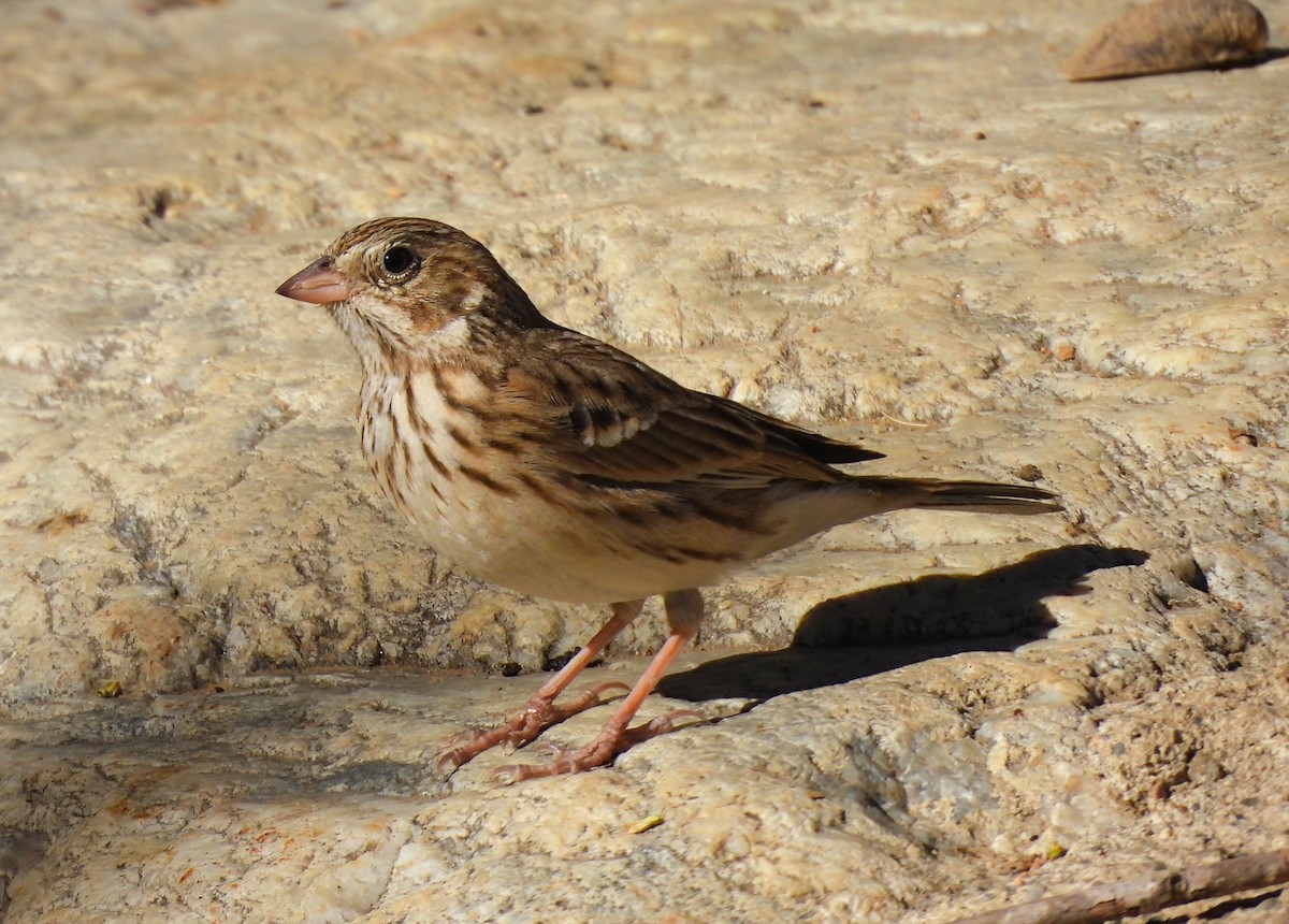 Vesper Sparrow - James Earles