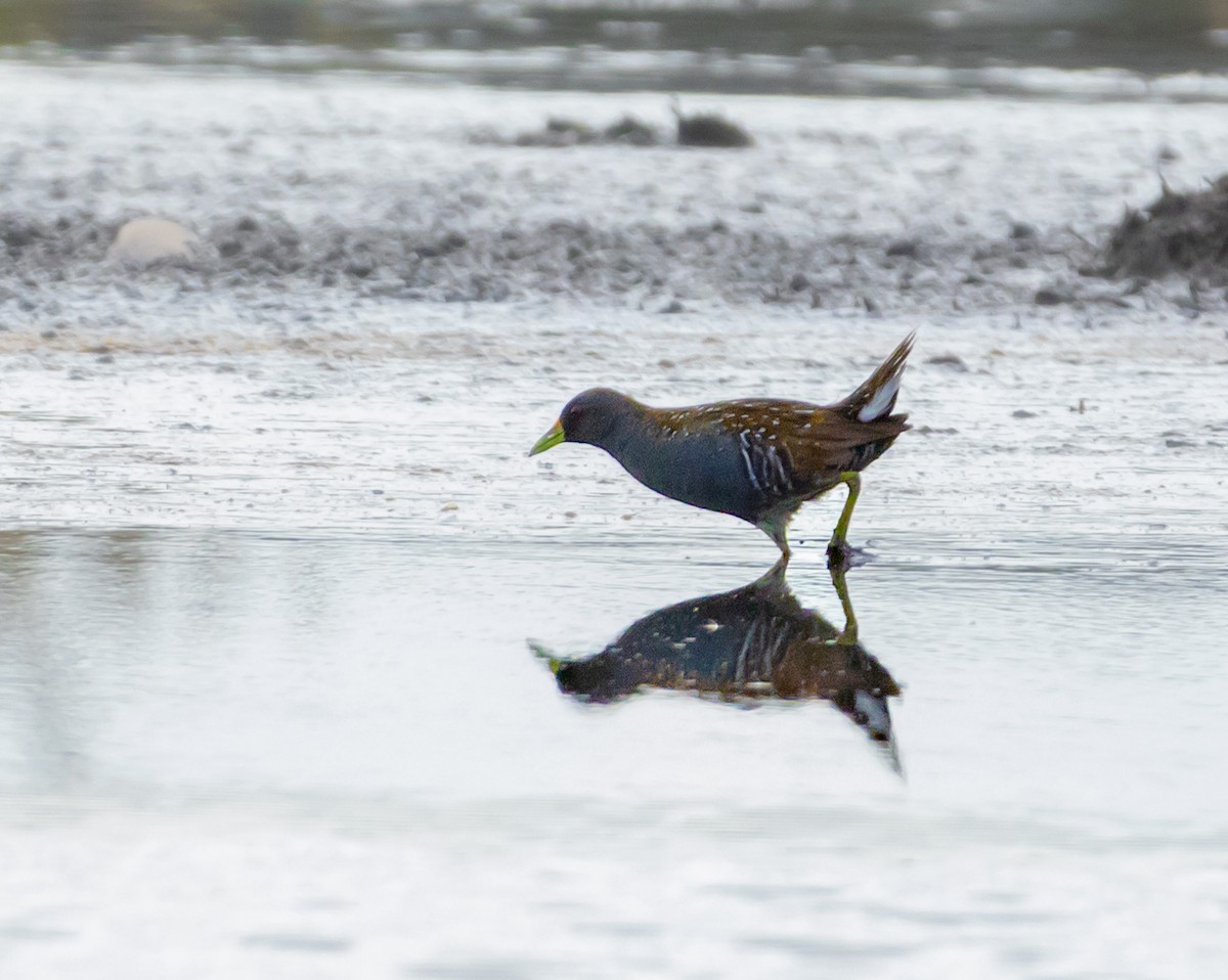 Australian Crake - ML631249131