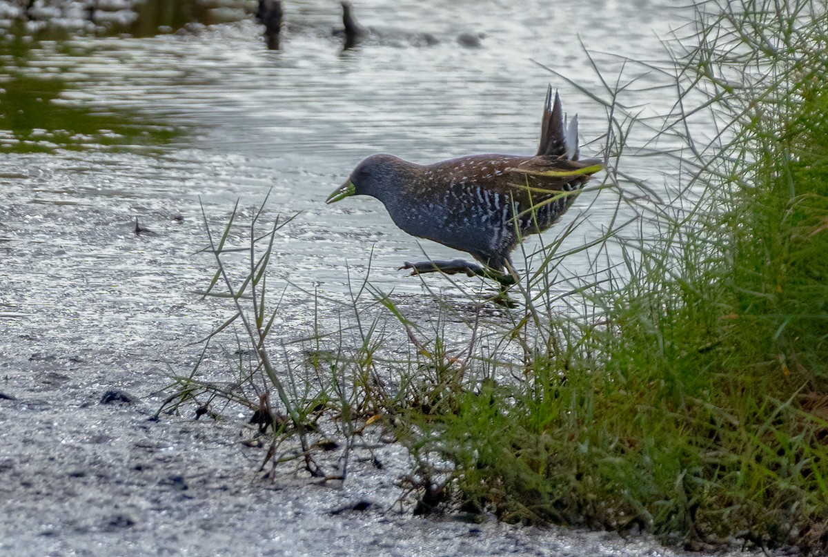 Australian Crake - ML631249133