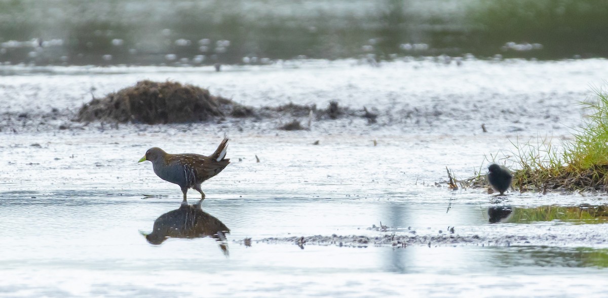Australian Crake - ML631249134