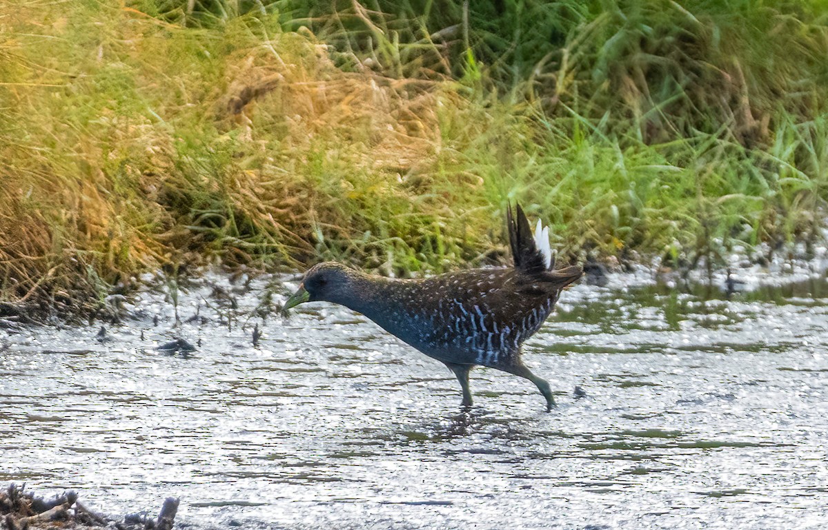 Australian Crake - ML631249135