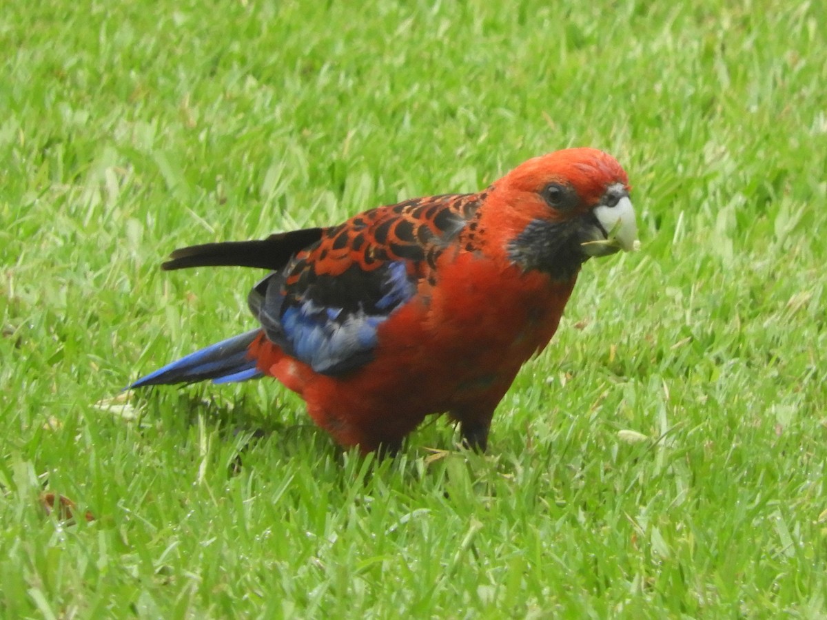 Crimson Rosella (Crimson) - ML631249261