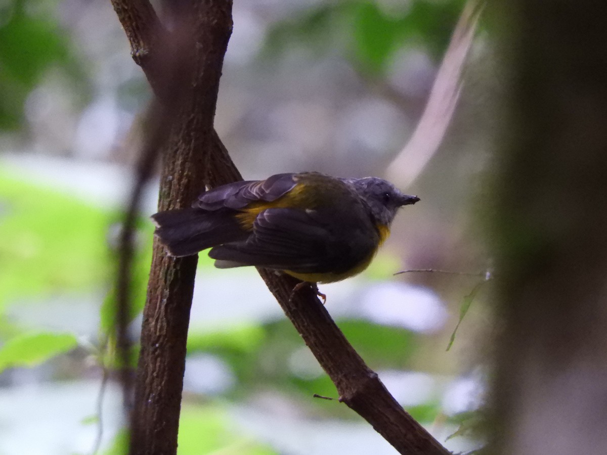 Eastern Yellow Robin - ML631249306