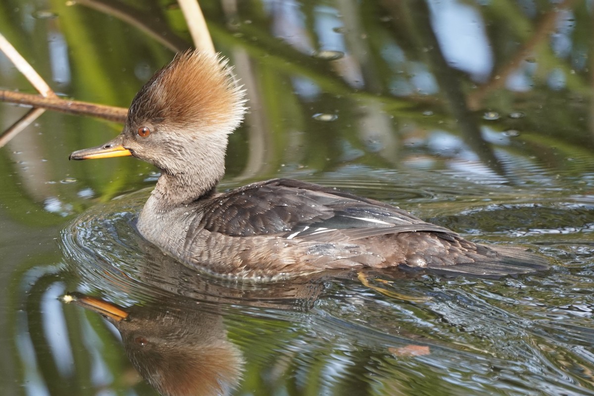 Hooded Merganser - ML631249329