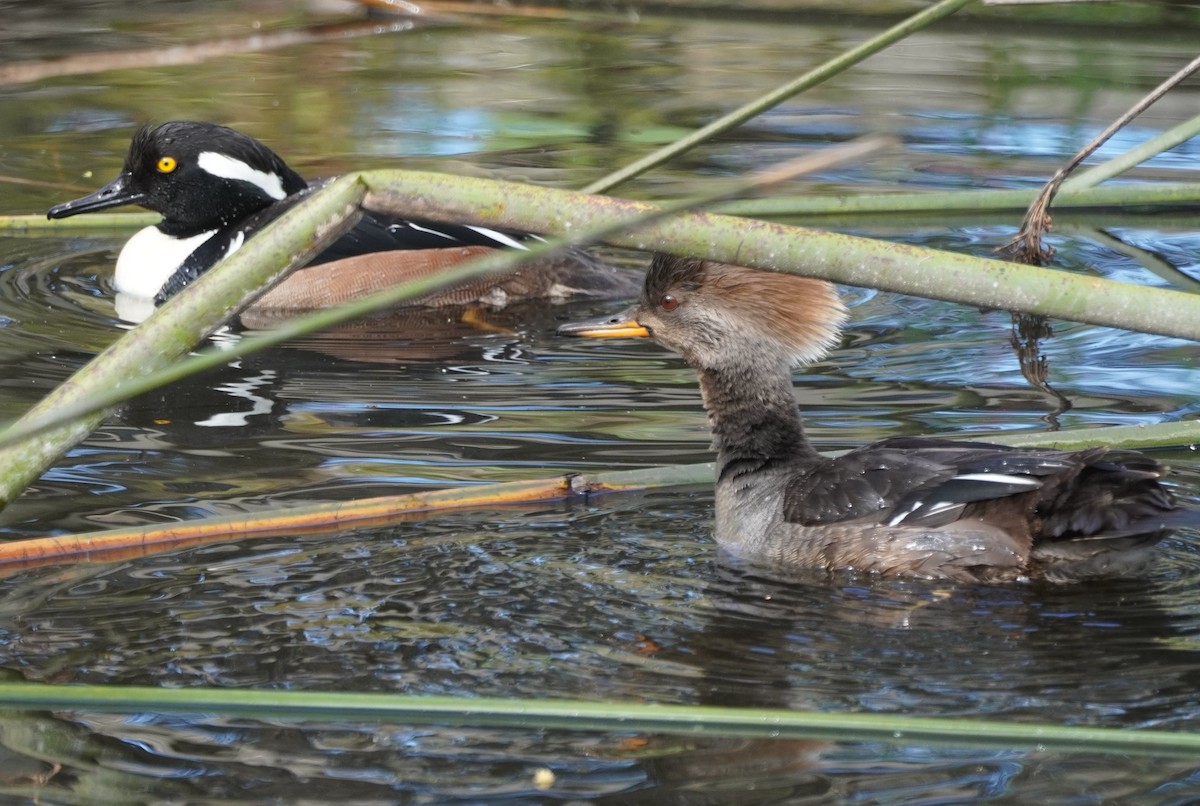 Hooded Merganser - ML631249339