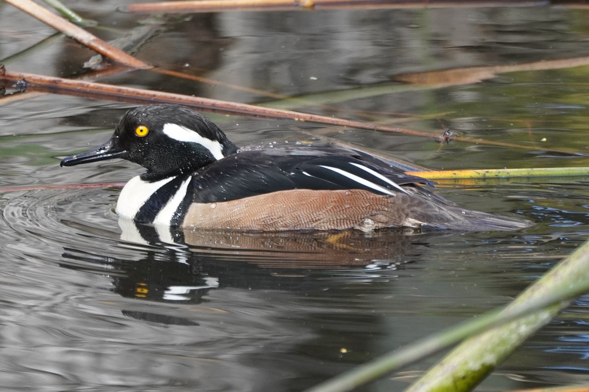 Hooded Merganser - ML631249342