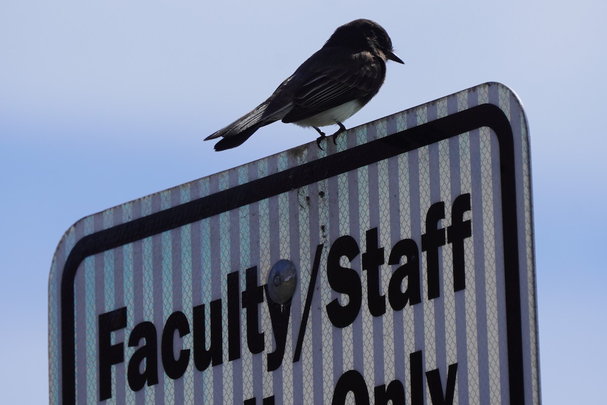 Black Phoebe - ML631249349