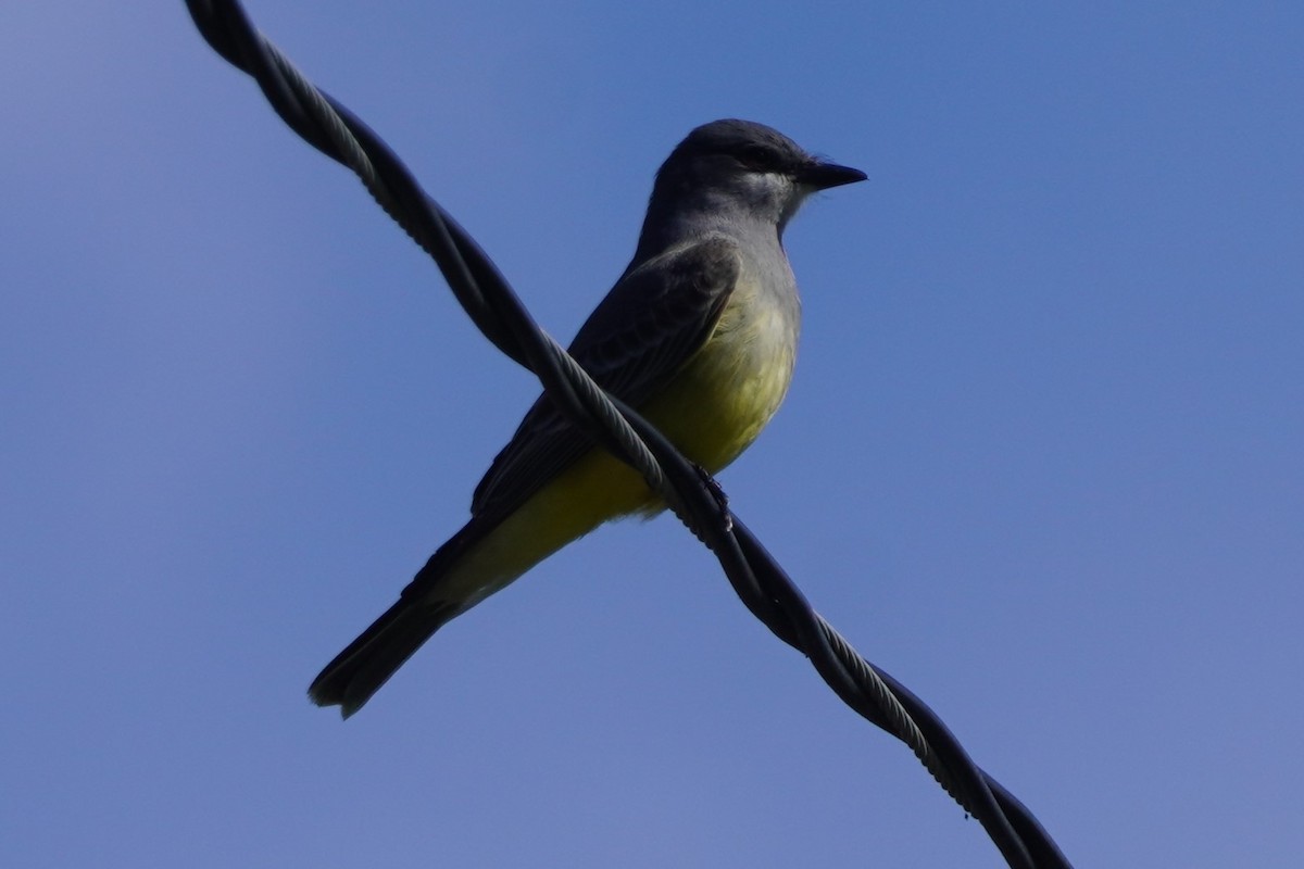 Cassin's Kingbird - ML631249352