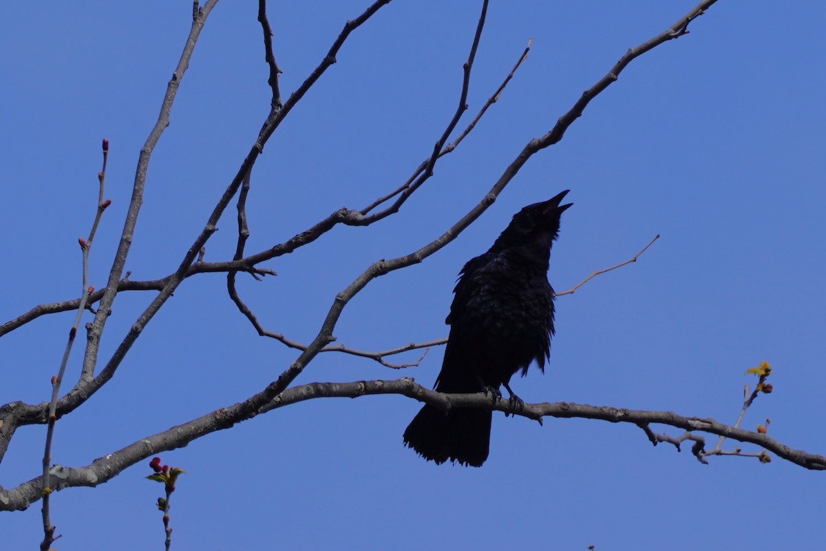 American Crow - ML631249359