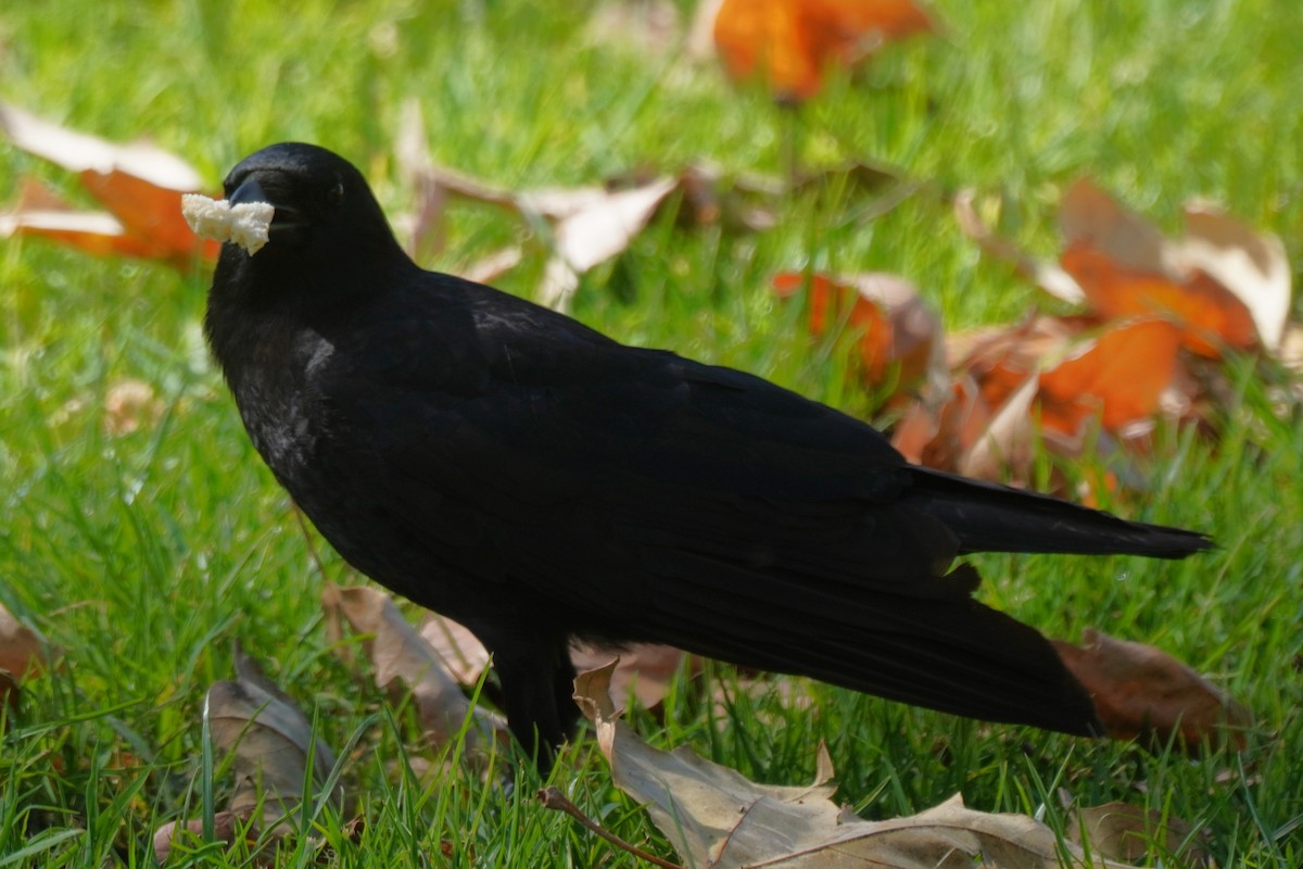 American Crow - ML631249362