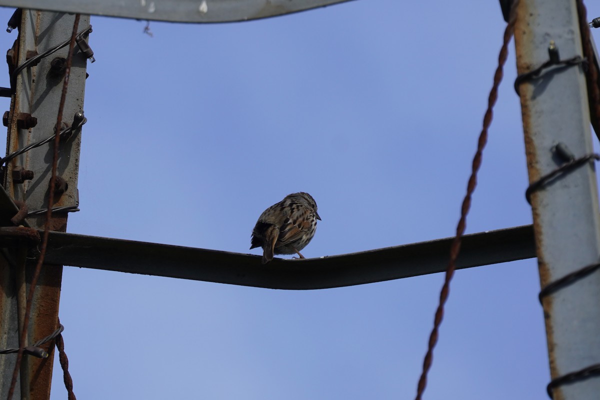 Song Sparrow - ML631249368