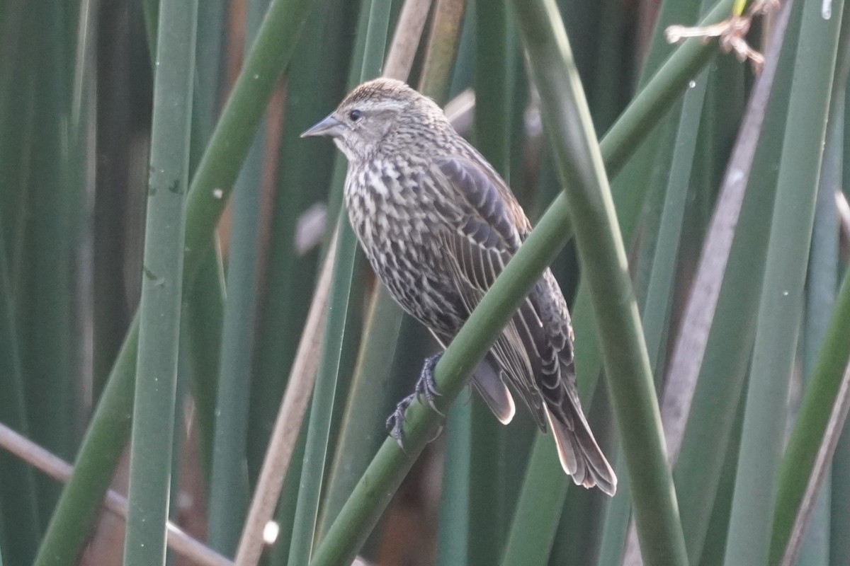 Red-winged Blackbird - ML631249384
