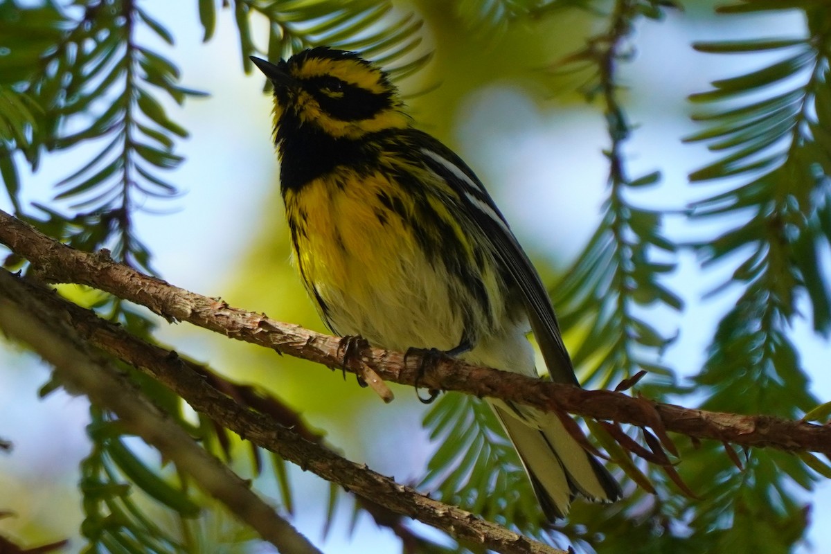 Townsend's Warbler - ML631249389