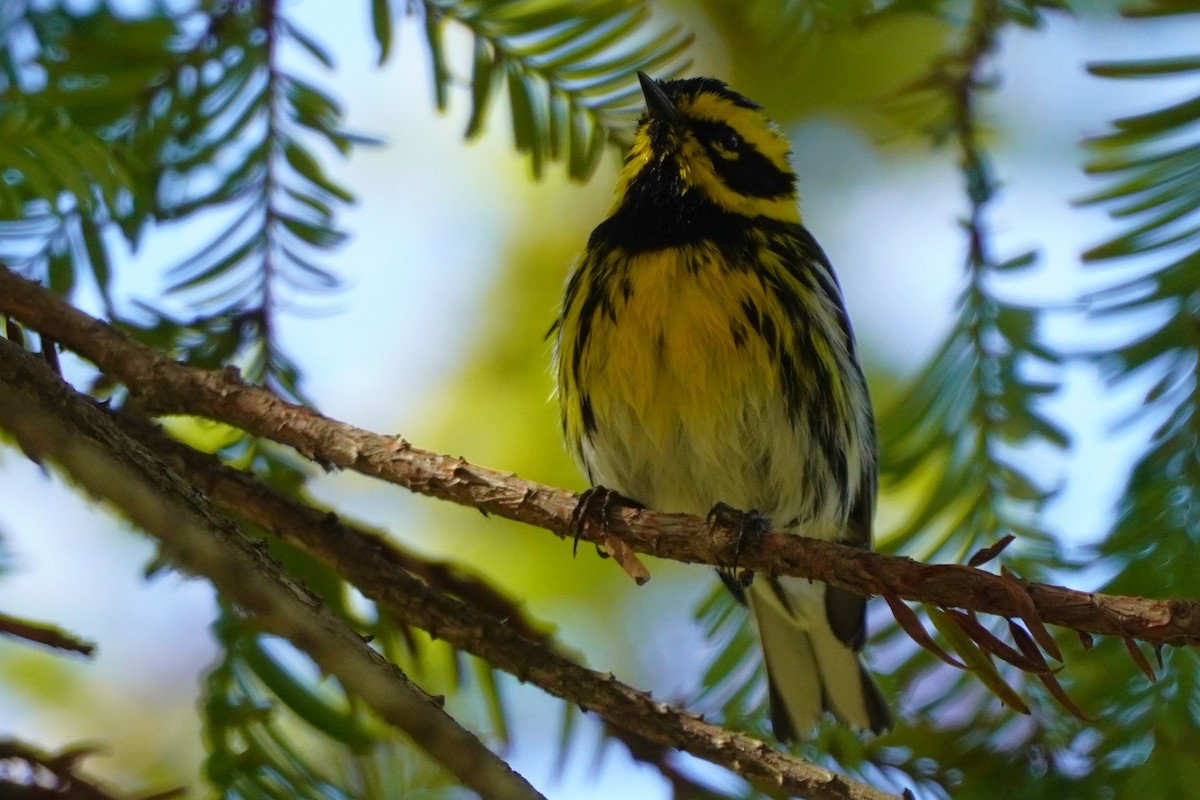 Townsend's Warbler - ML631249393