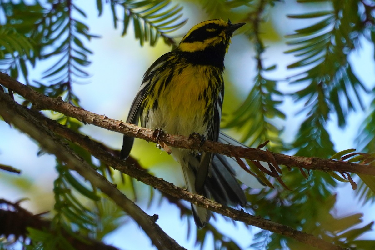 Townsend's Warbler - ML631249398