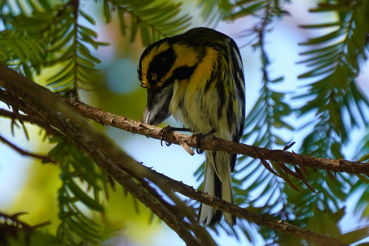Townsend's Warbler - ML631249402