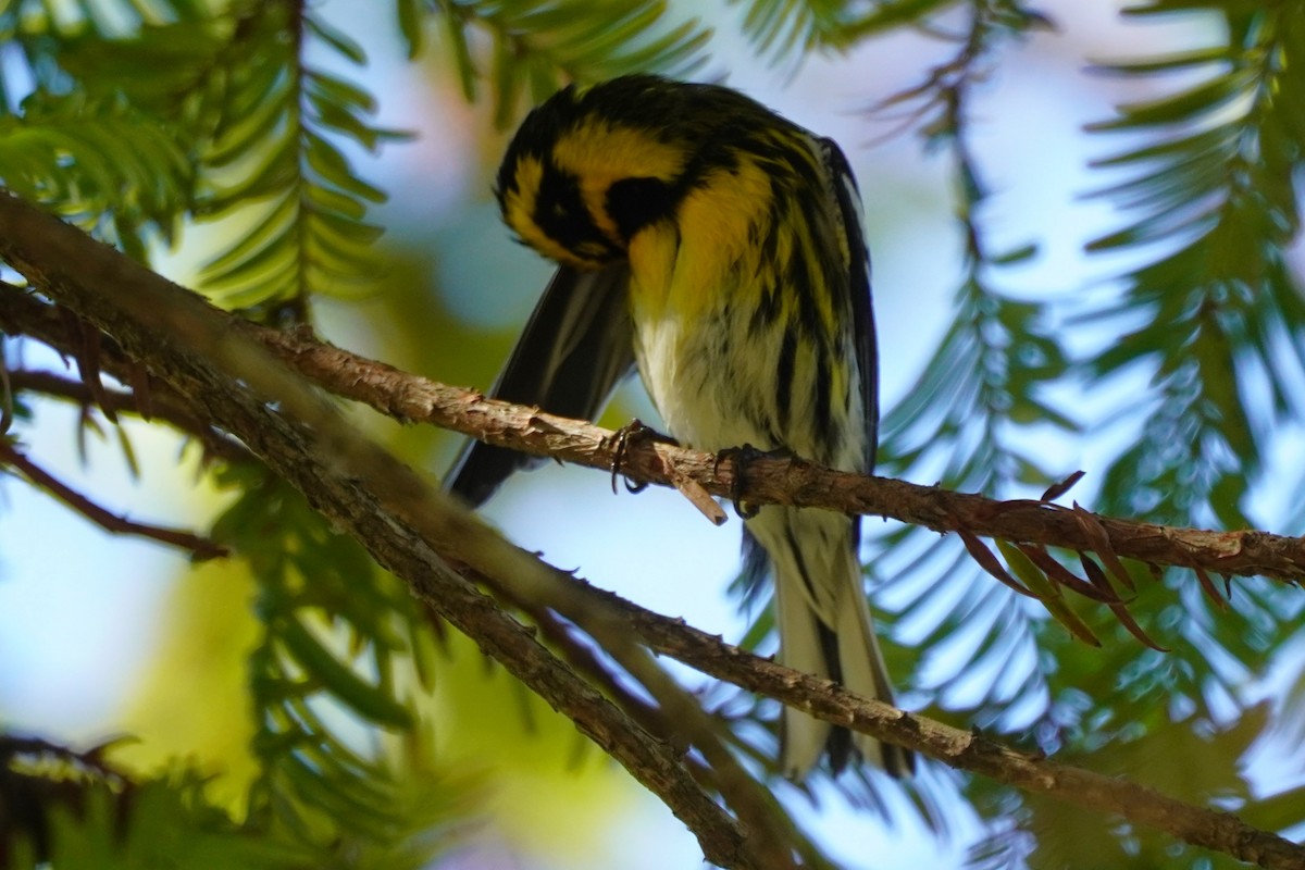 Townsend's Warbler - ML631249405