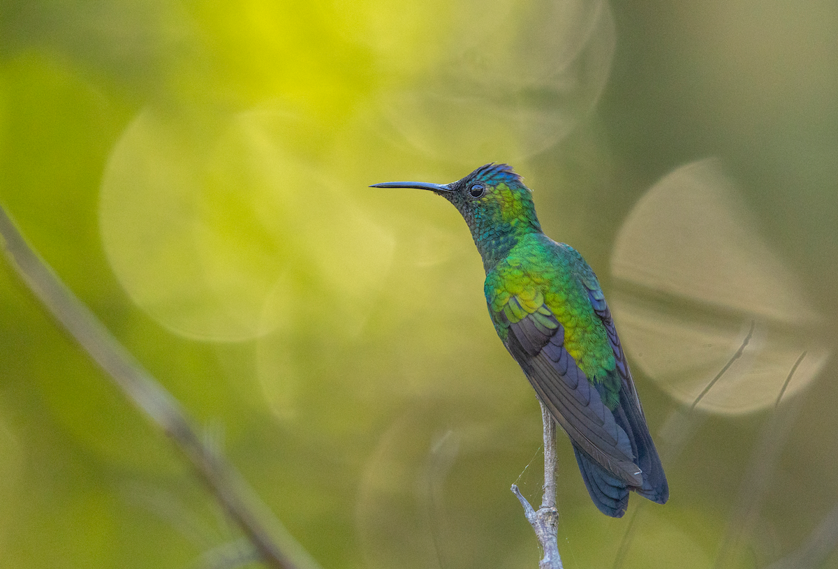 Mexikonymphe - ML631249589