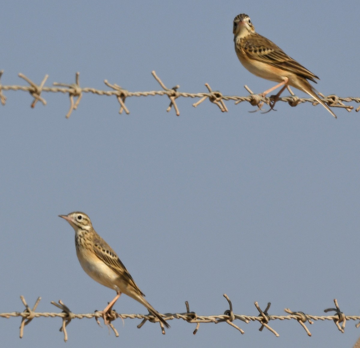 Bisbita de Richard - ML631249751