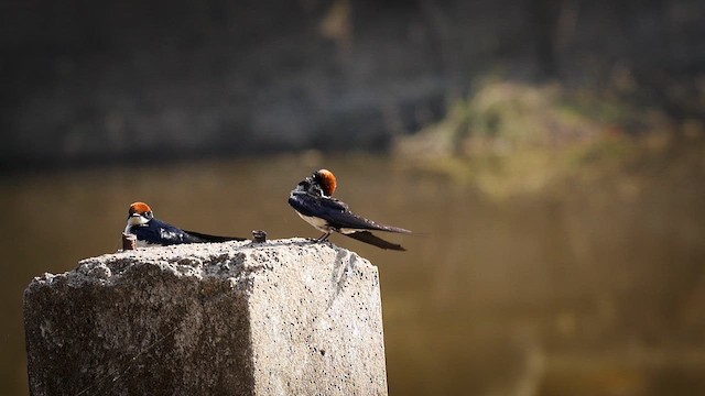 Wire-tailed Swallow - ML631249778