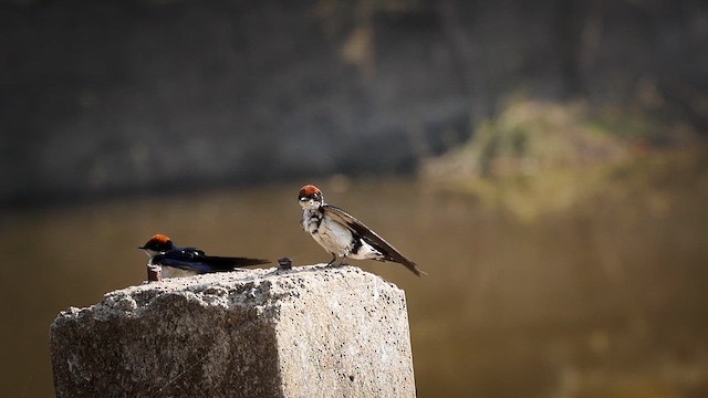 Wire-tailed Swallow - ML631249779