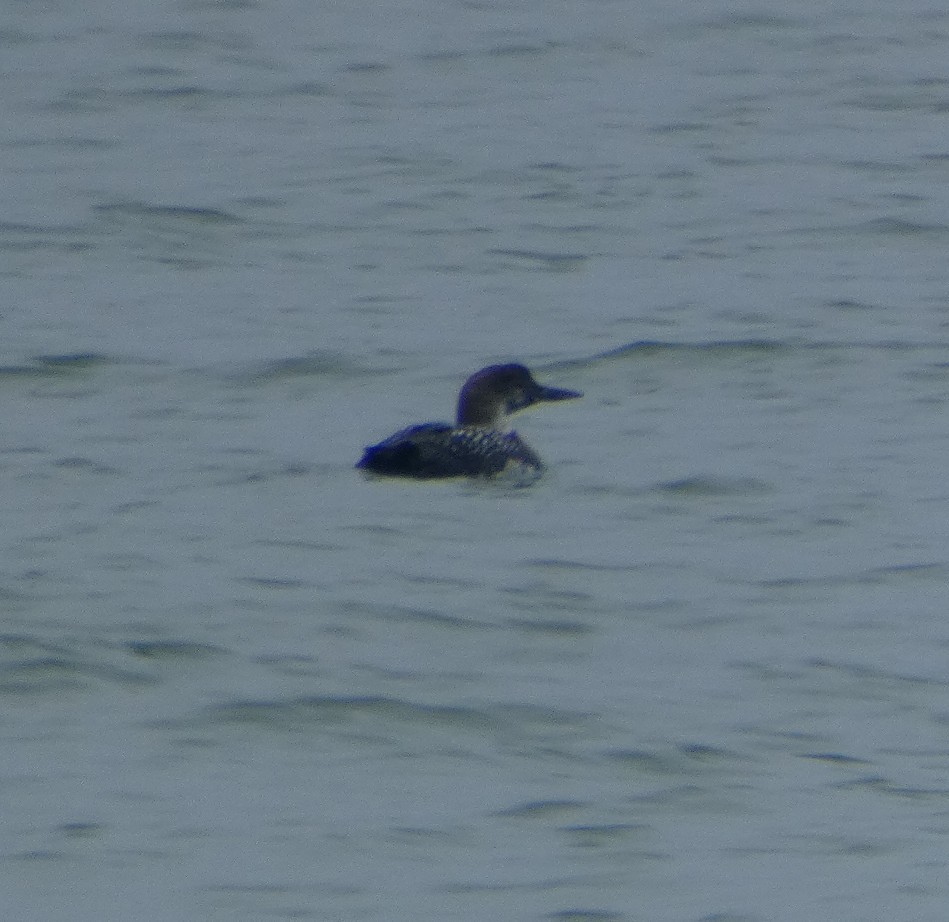 Common Loon - ML631249914