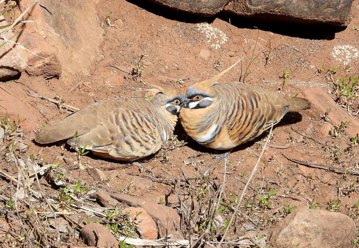Spinifex Pigeon - ML631249931