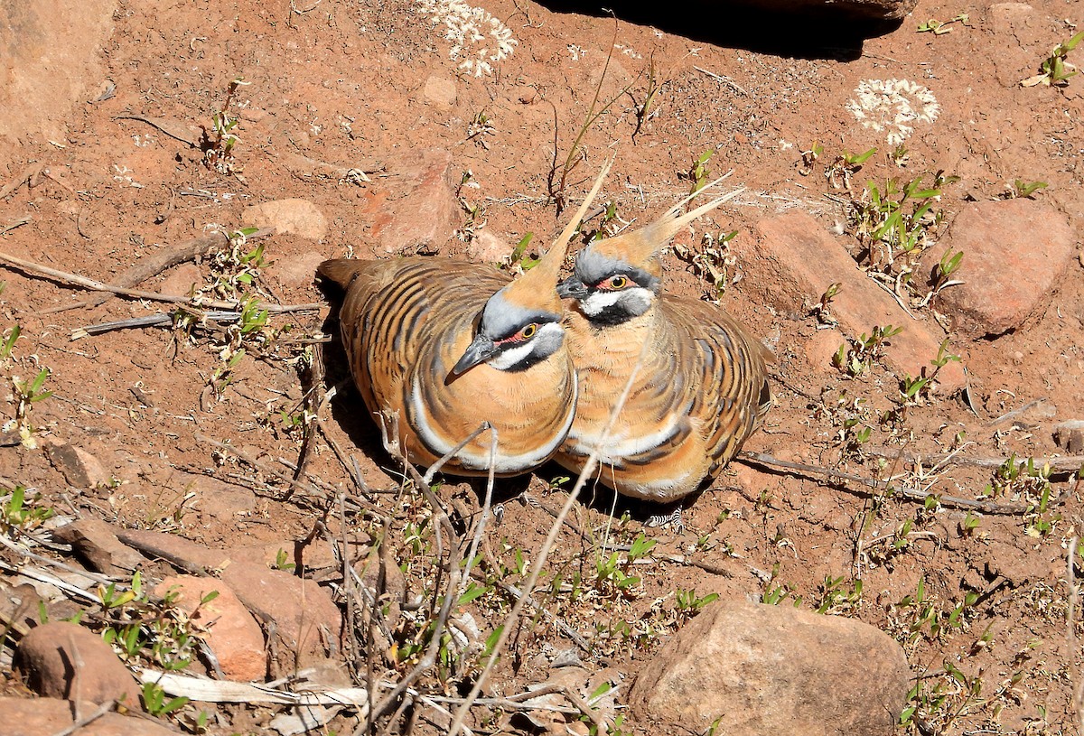 Spinifex Pigeon - ML631249932