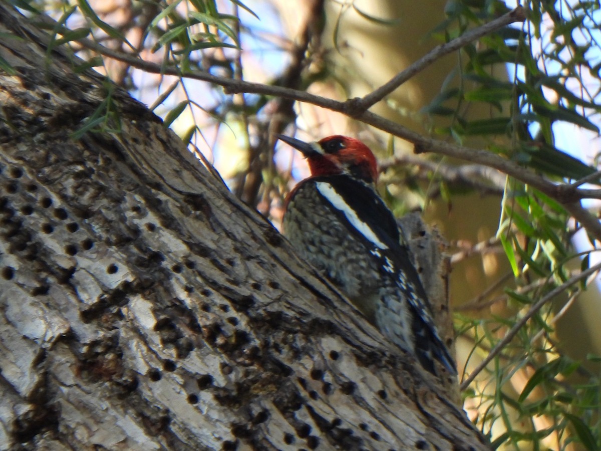 Red-breasted Sapsucker (daggetti) - ML631249944