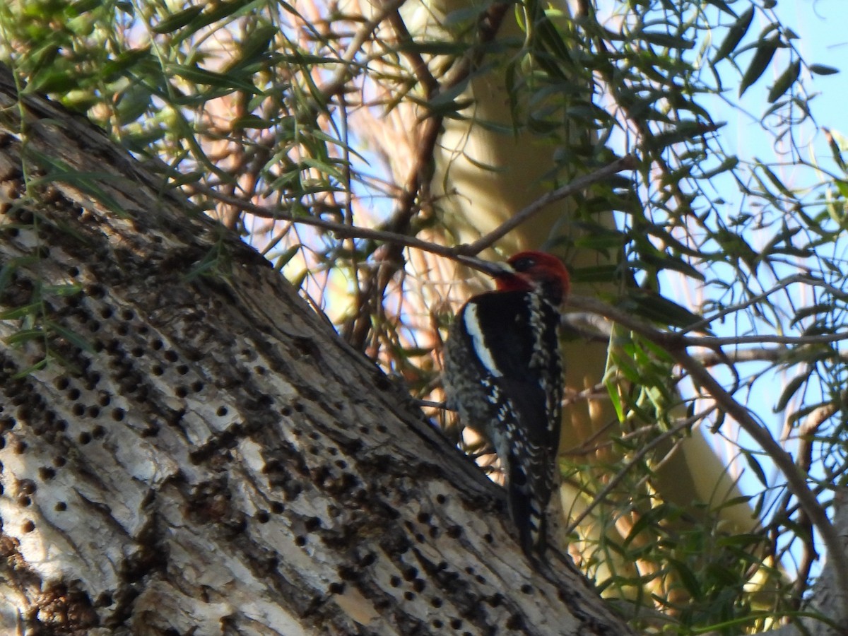 Red-breasted Sapsucker (daggetti) - ML631249945