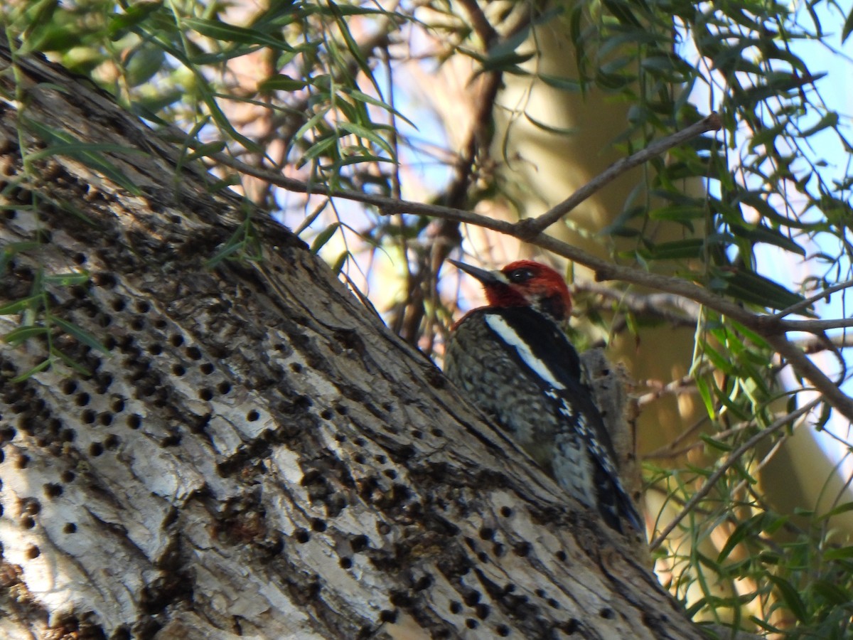 Red-breasted Sapsucker (daggetti) - ML631249946